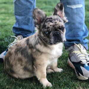 exotic french bulldog for sale