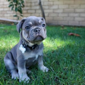 trindle french bulldog