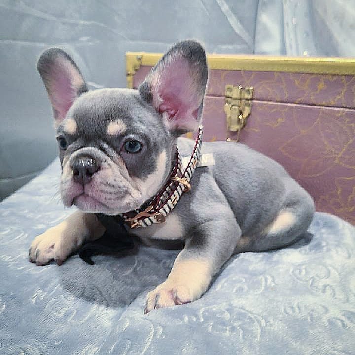grey french bulldog for sale/spotted french bulldog for sale
