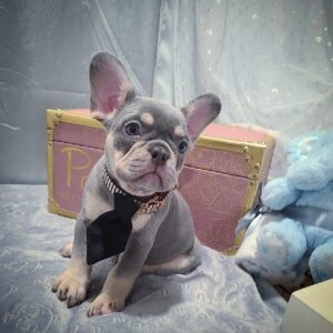 grey french bulldog for sale