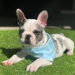 french bulldog puppies for sale in florida cheap