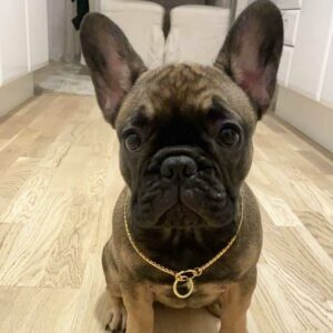 frenchie pugs for sale