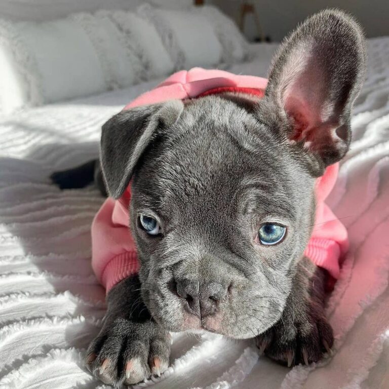 french bulldog puppy for sale near me/puppy french bulldog for sale