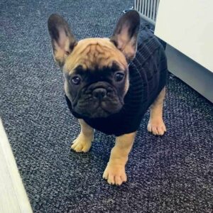 frenchie pugs for sale