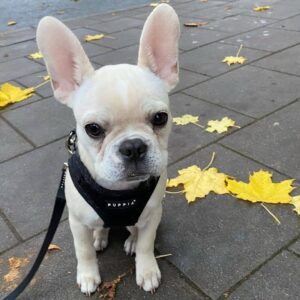 how long do french bulldogs live