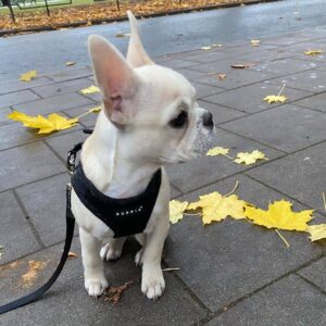 how long do french bulldogs live