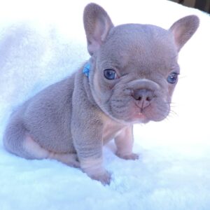 lilac tan merle french bulldog