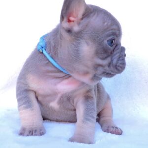 frenchton puppies for sale near me