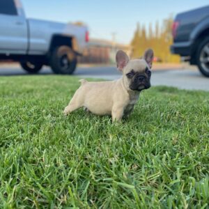 blue frenchie for sale