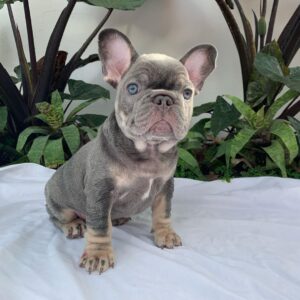 frenchie puppies for sale