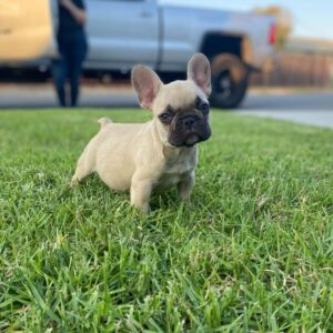 blue frenchie for sale