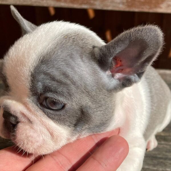 frenchie puppies for sale in texas