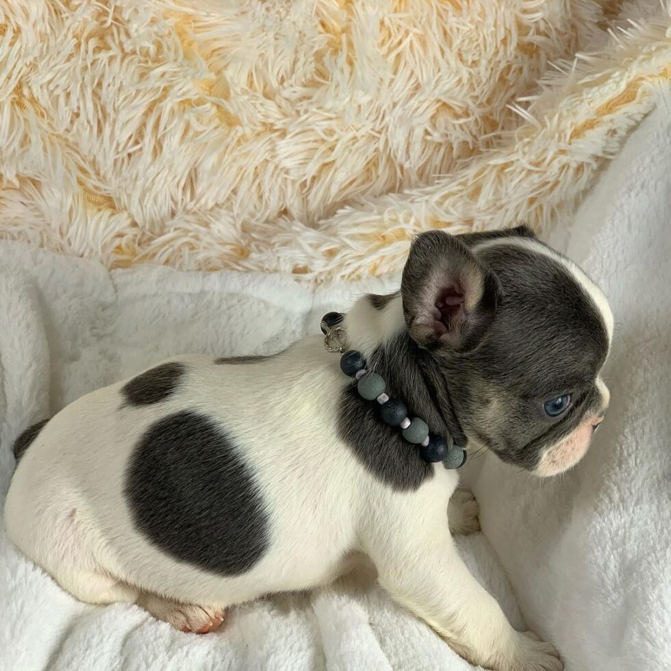 Fawn french bulldog for sale near mecheap french bulldog puppies