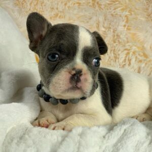 fawn french bulldog for sale near me