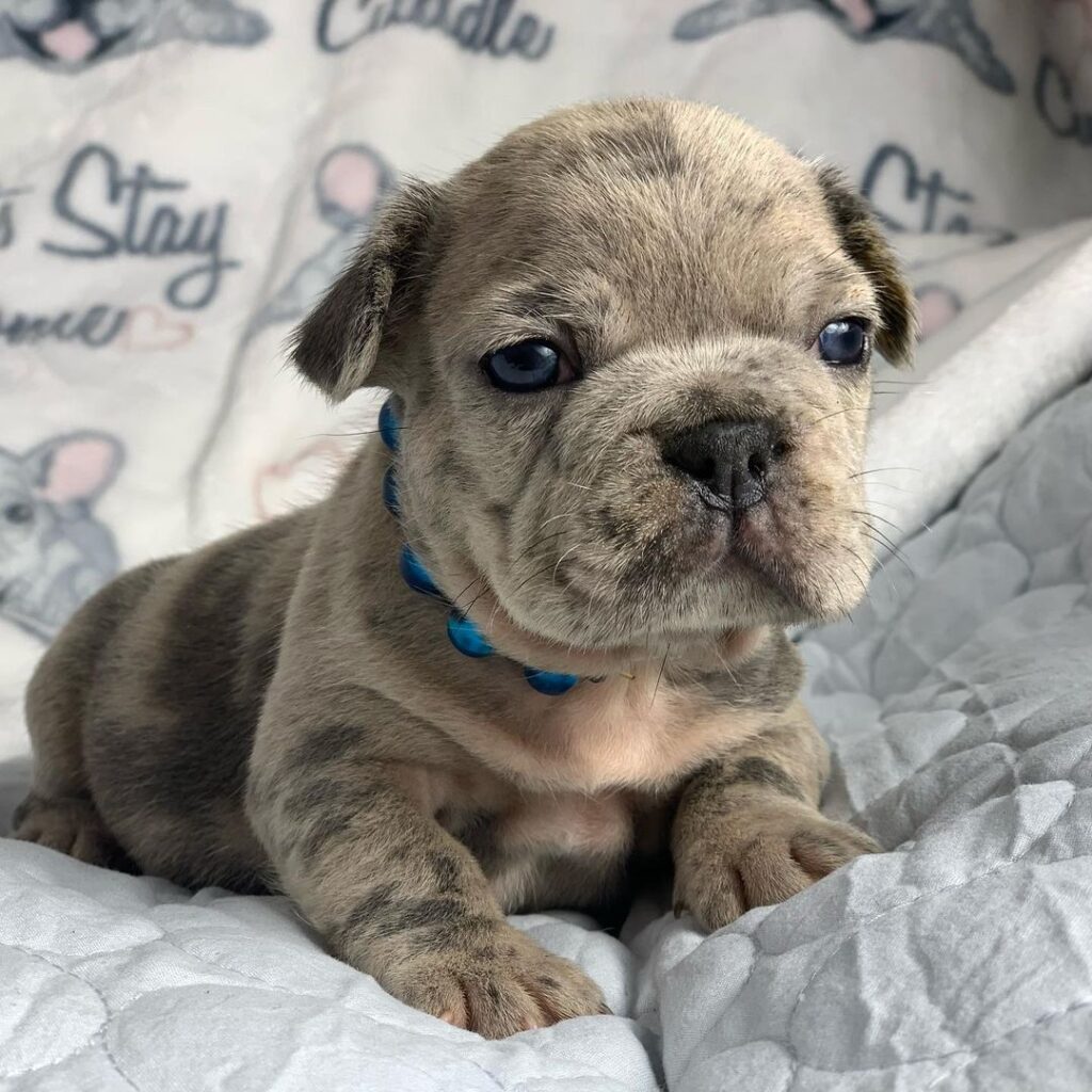 French bullies for sale/Frenchie dog for sale plus Shipping