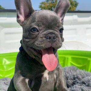 baby french bulldog for sale