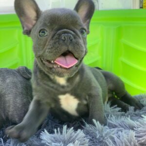 baby french bulldog for sale