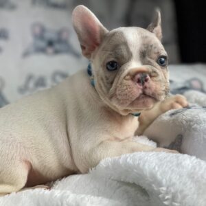 pocket french bulldog for sale