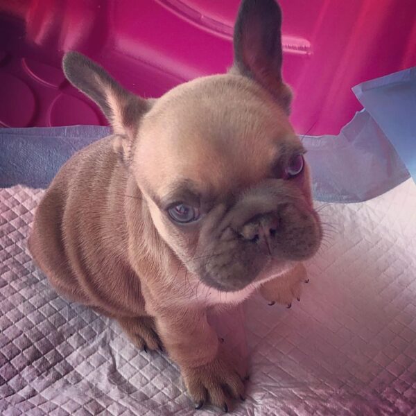 micro french bulldog puppies for sale