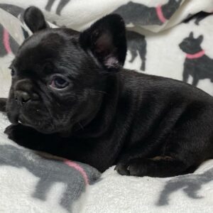 blue female french bulldog