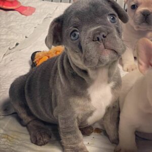 mini french bulldog for sale