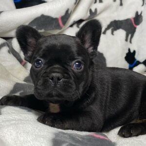 blue female french bulldog