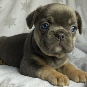 teacup blue french bulldog