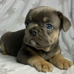 teacup blue french bulldog