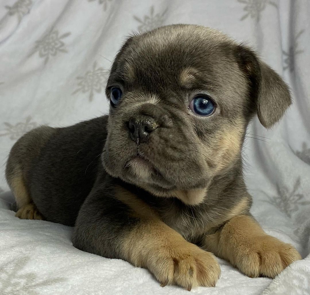 teacup-blue-french-bulldog-teacup-blue-french-bulldog-full-grown