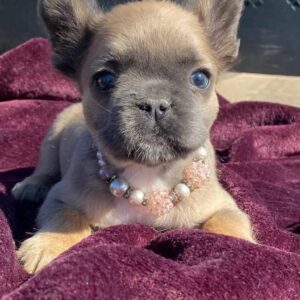 blue french bulldog puppies for sale