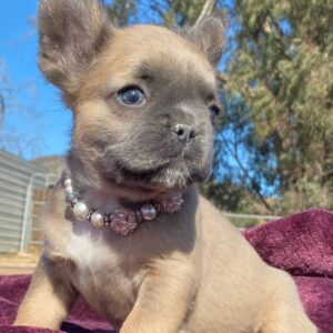 blue french bulldog puppies for sale