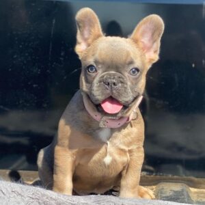 best french bulldog breeders