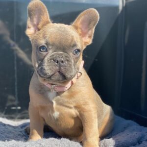 best french bulldog breeders