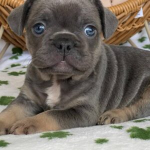 full grown long haired french bulldog