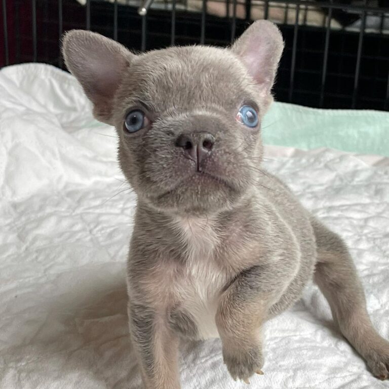 furry french bulldog for sale