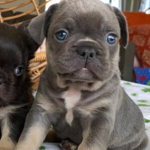 full grown long haired french bulldog