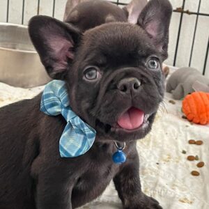 blue fluffy french bulldog