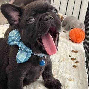 blue fluffy french bulldog