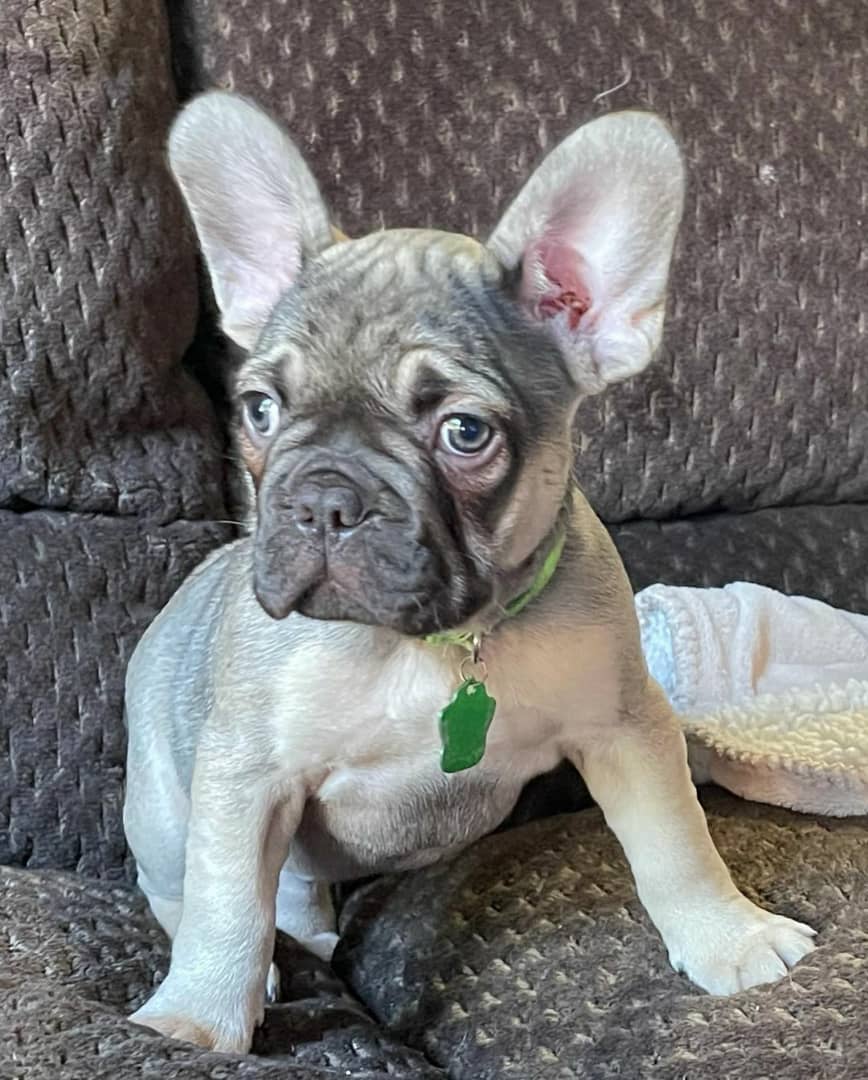 what is a fluffy frenchie/do fluffy frenchies shed