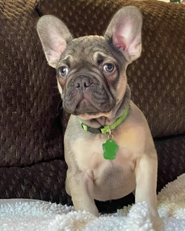 What Is A Fluffy Frenchie do Fluffy Frenchies Shed