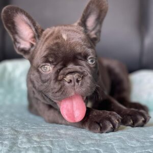 zebra french bulldog