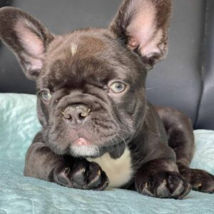 zebra french bulldog