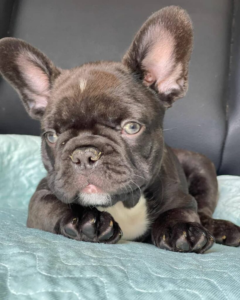 Zebra french bulldog/zebra french bulldog for sale