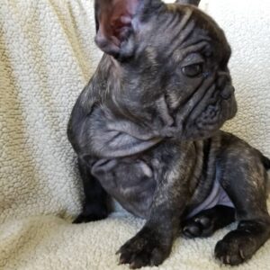 brindle french bulldog