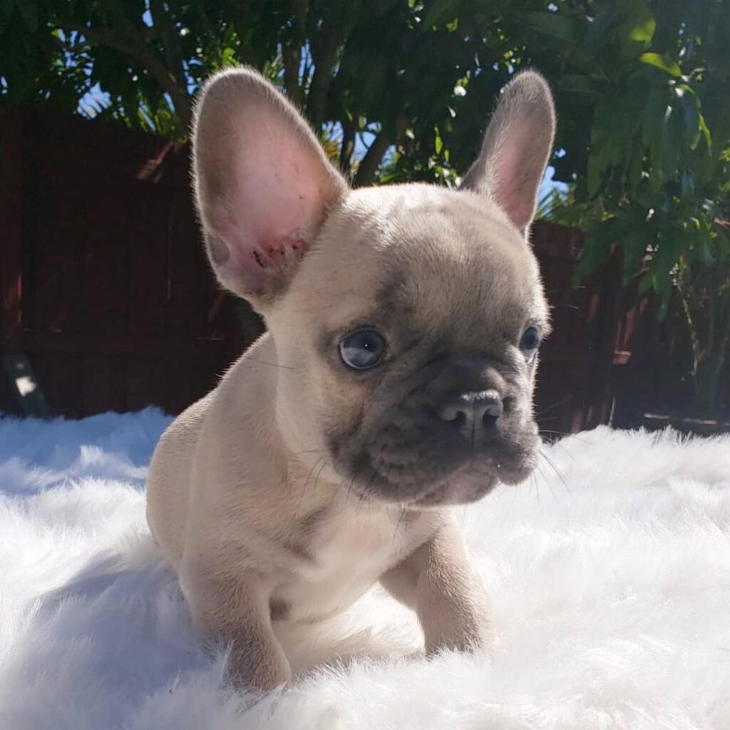 cream and white french bulldog/cream french bulldog