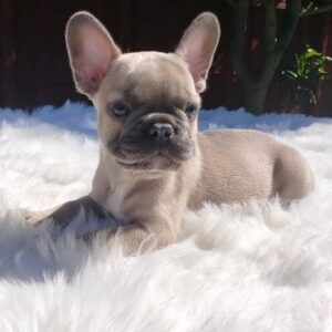 cream and white french bulldog