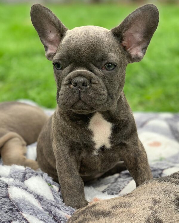 blue french bulldog for sale