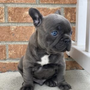 merle french bulldog for sale