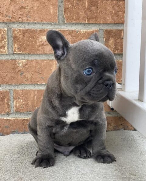 Merle french bulldog for sale/blue merle french bulldog puppies