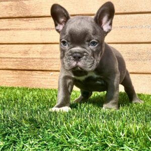 french bulldog blue eyes for sale